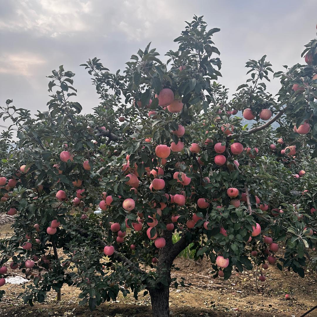 凯果树苗木专营店