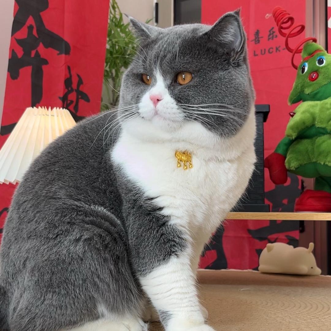 包包有猫了