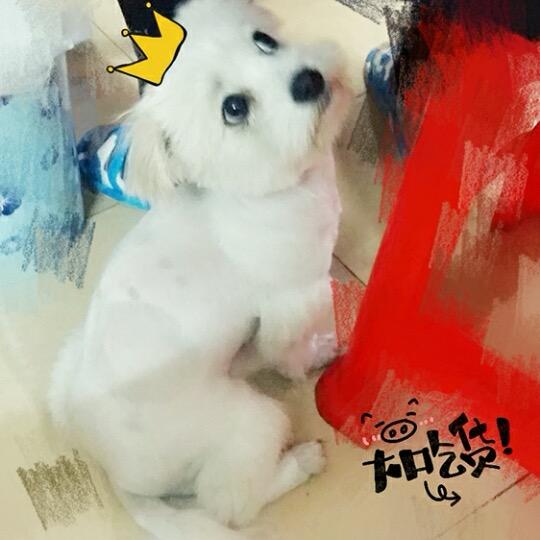 土豆🥔豆土
