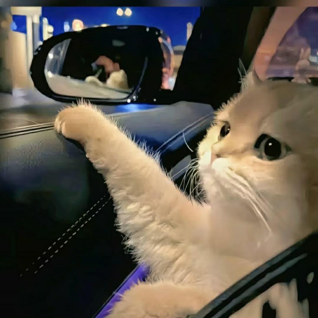 弹幕小呆👑