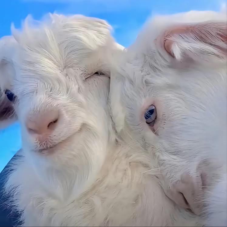 贾斯文🐏