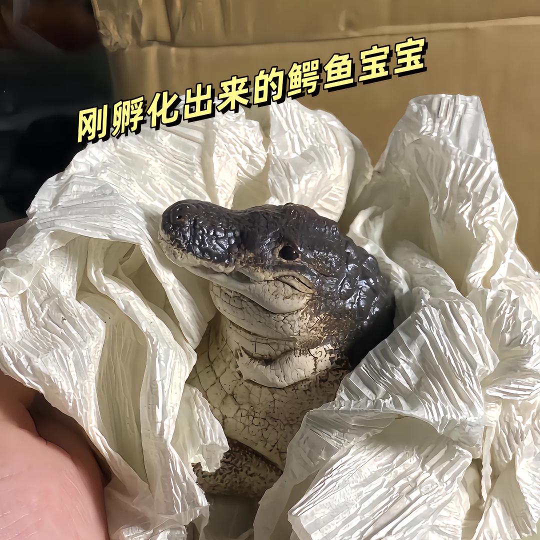 我叫不听话