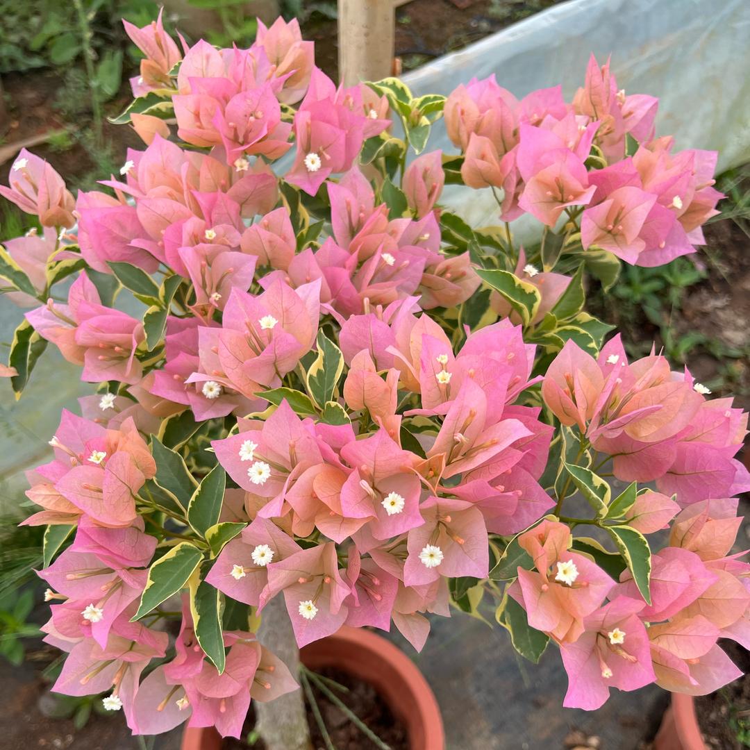 阿花家花卉种植园