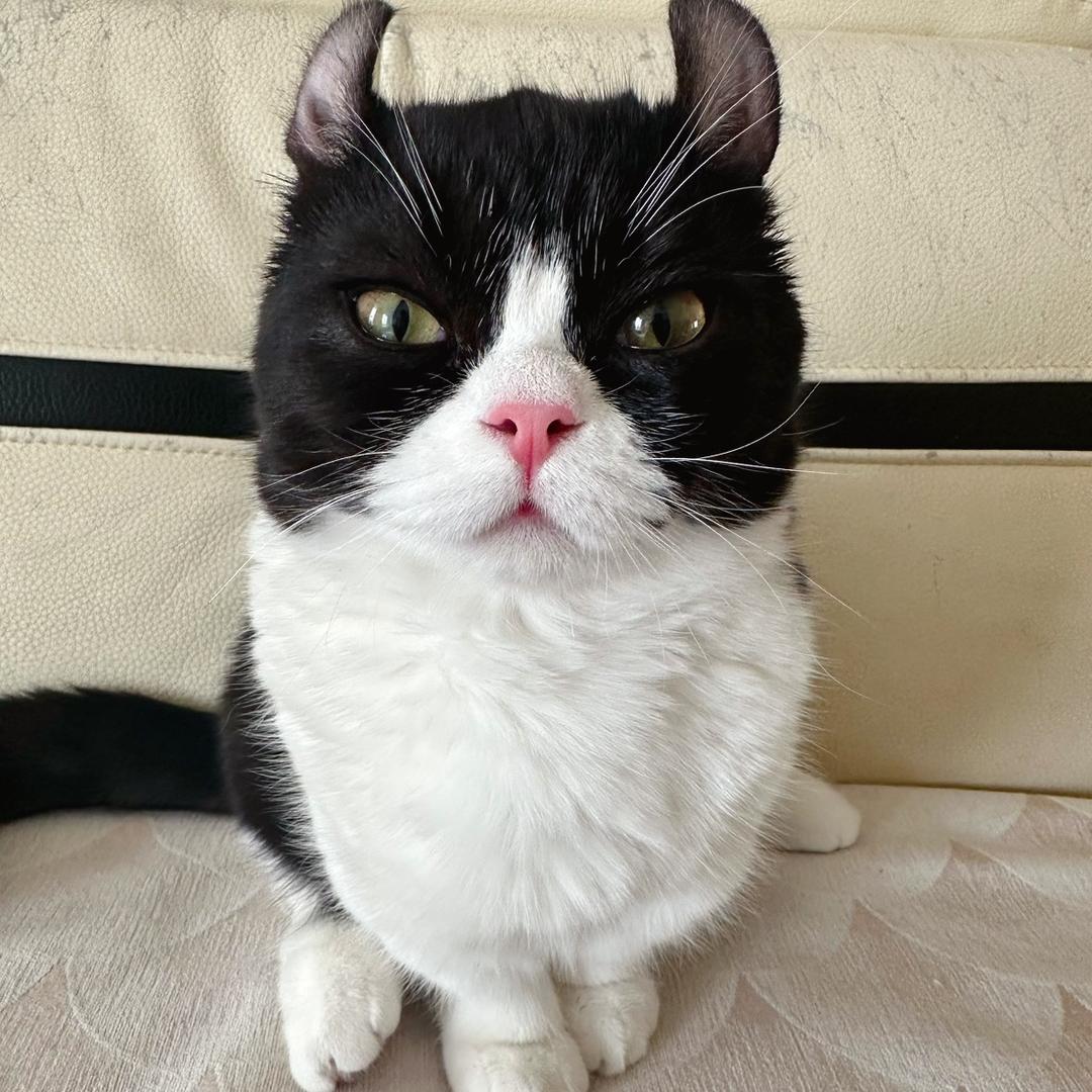 ❤️慢度猫生❤️