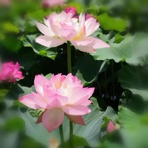 静心9