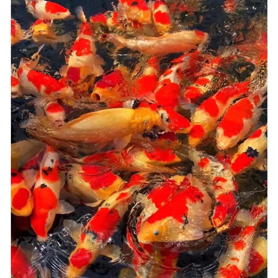 乐农煎饼坊