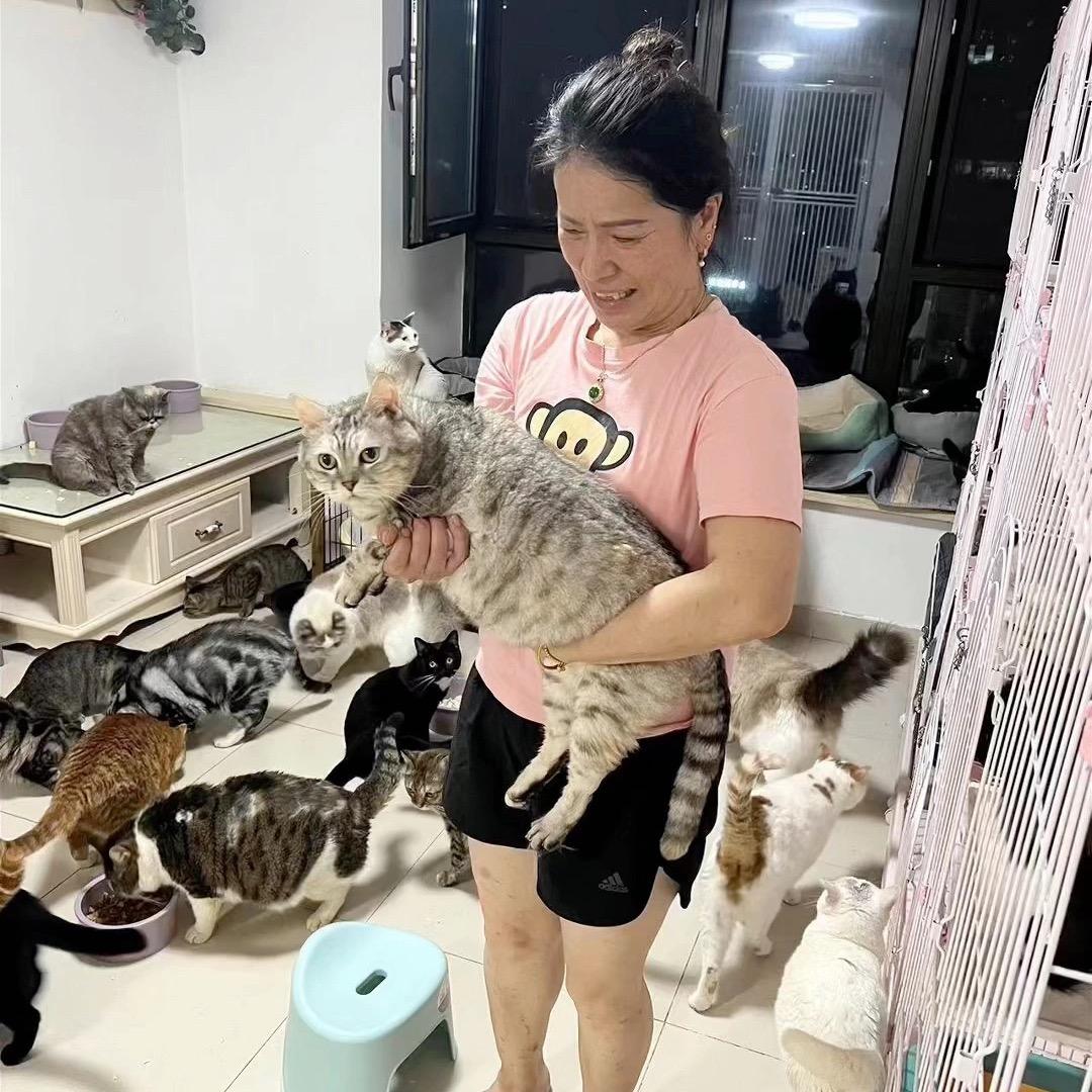 我是幸福的猫妈妈(225只猫)