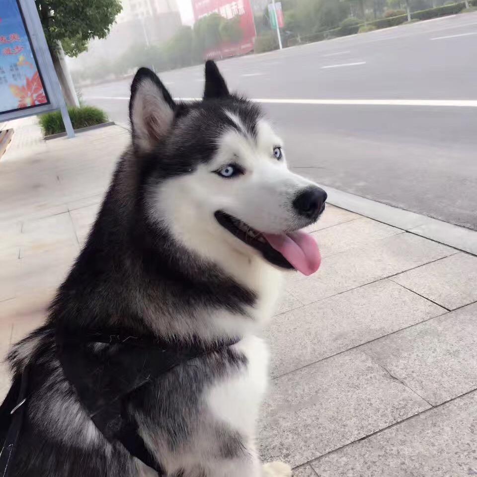 哈奇奇