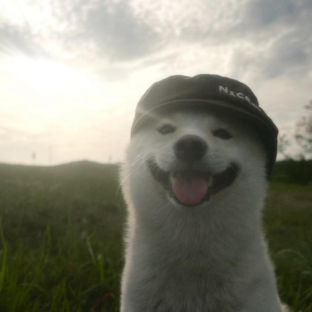 蛋单淡人