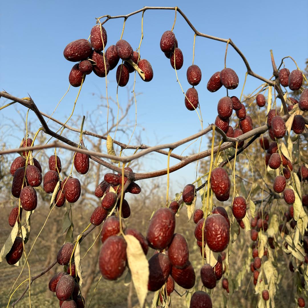 小杨鲜生（专注产地鲜果）