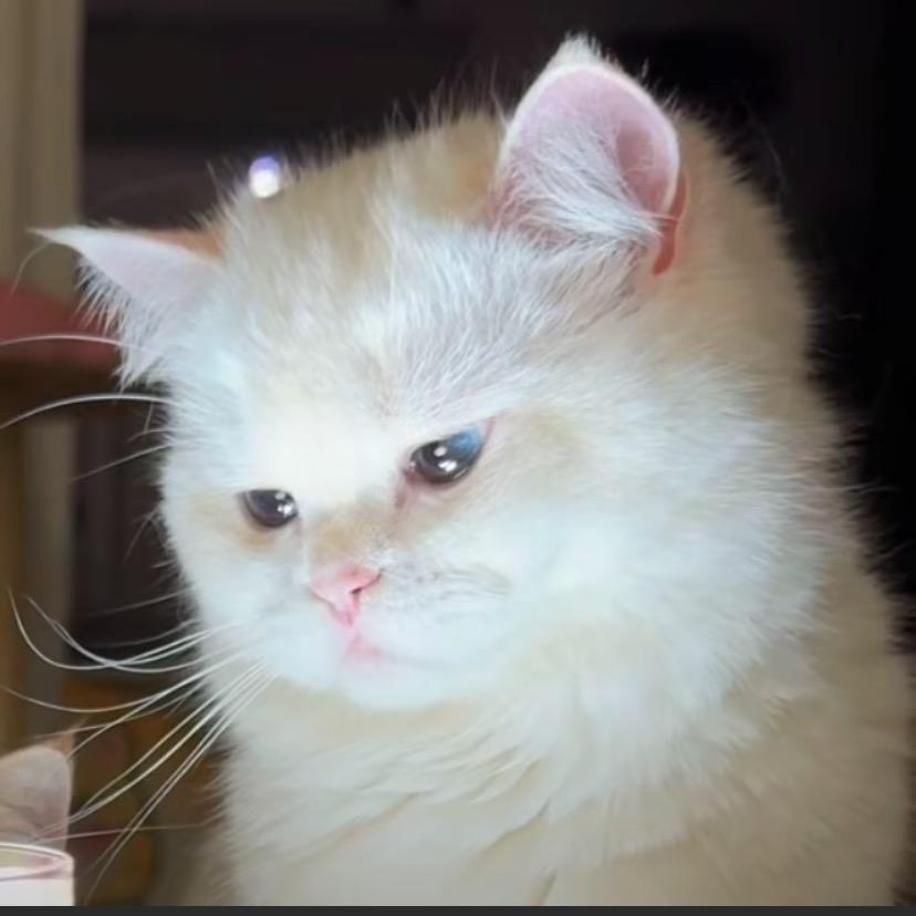 小小怪下士˃ʍ˂