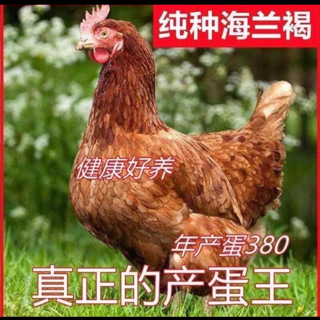 41032539492