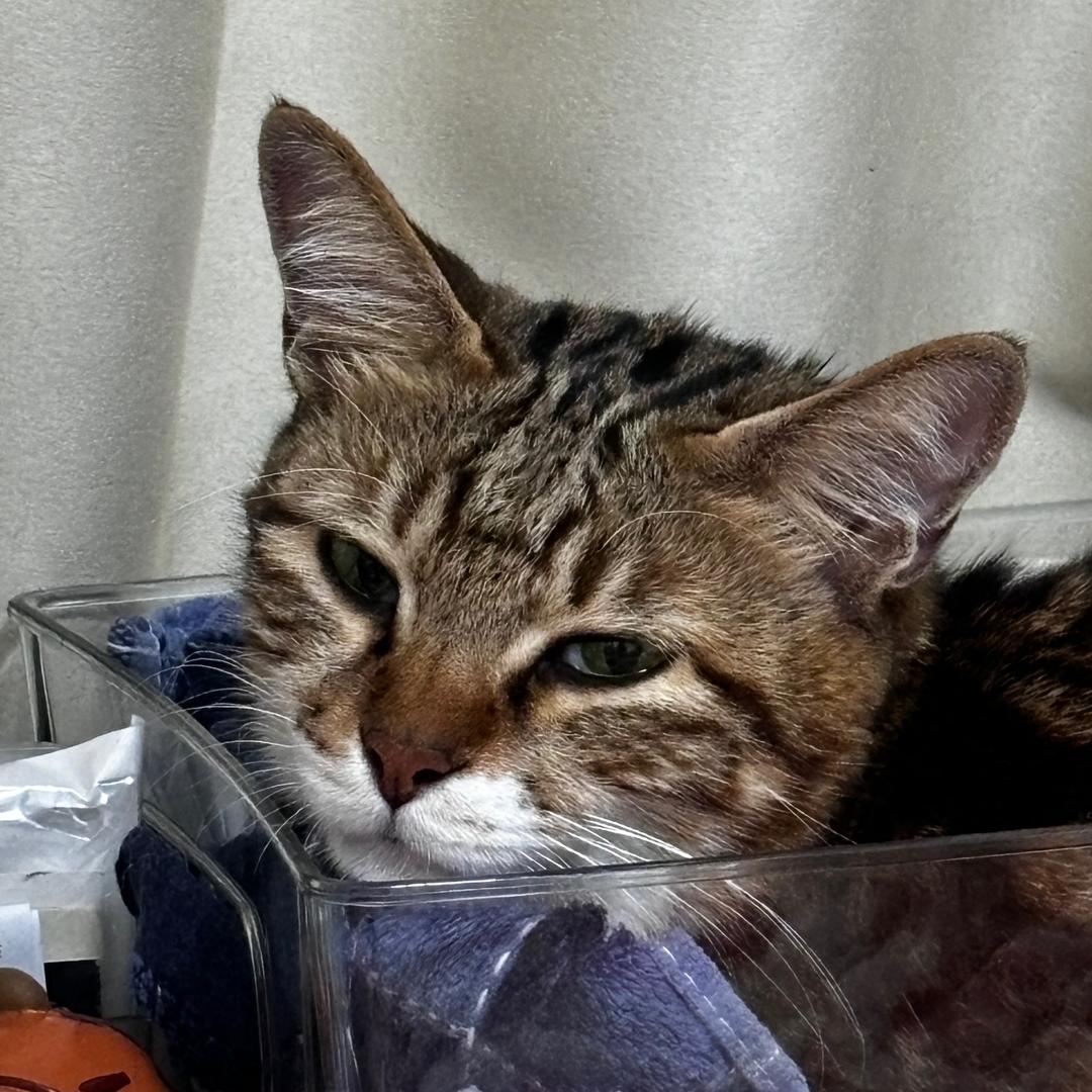 反方向的喵喵🫠