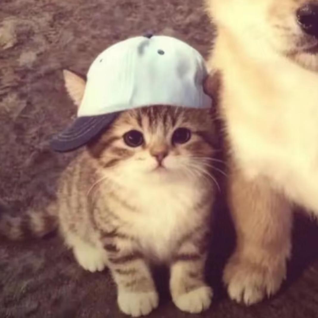 无敌葱花卷(减脂版)