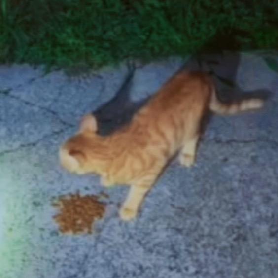 助力关爱流浪猫咪(请进商品橱窗)