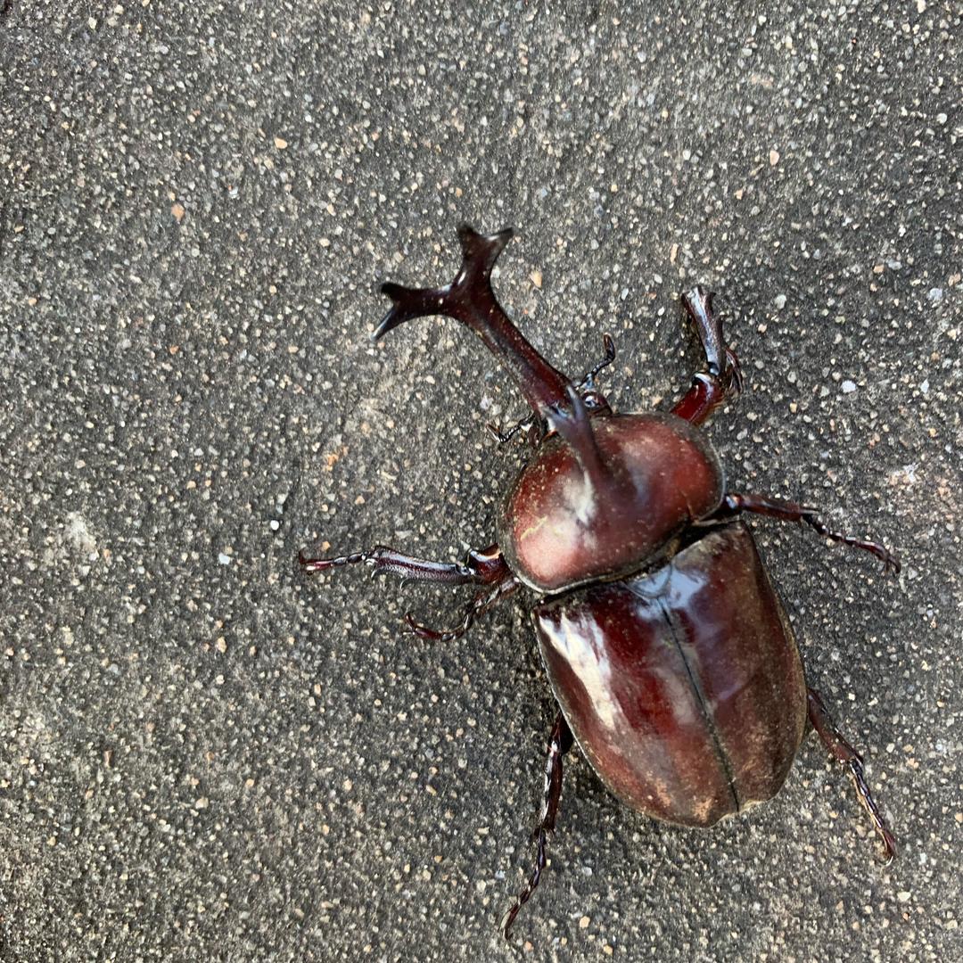 烩烩香干