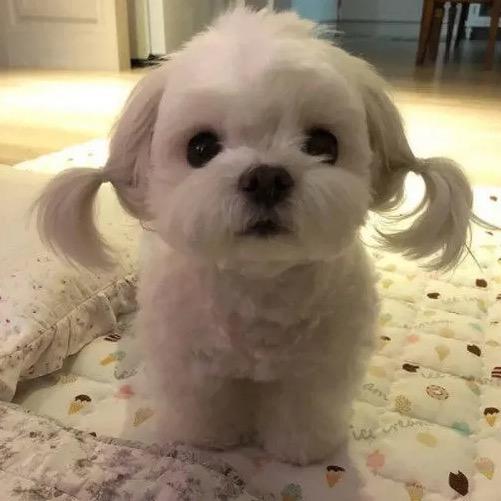 大王来抓我呀