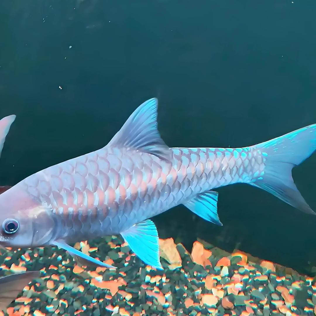 诺来观赏吉罗鱼坊蓝生缘