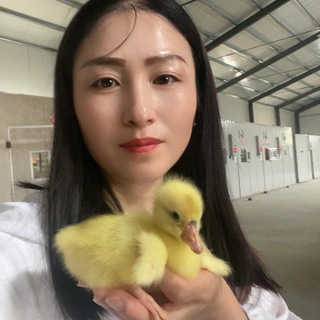 江苏鹅姐孵化厂