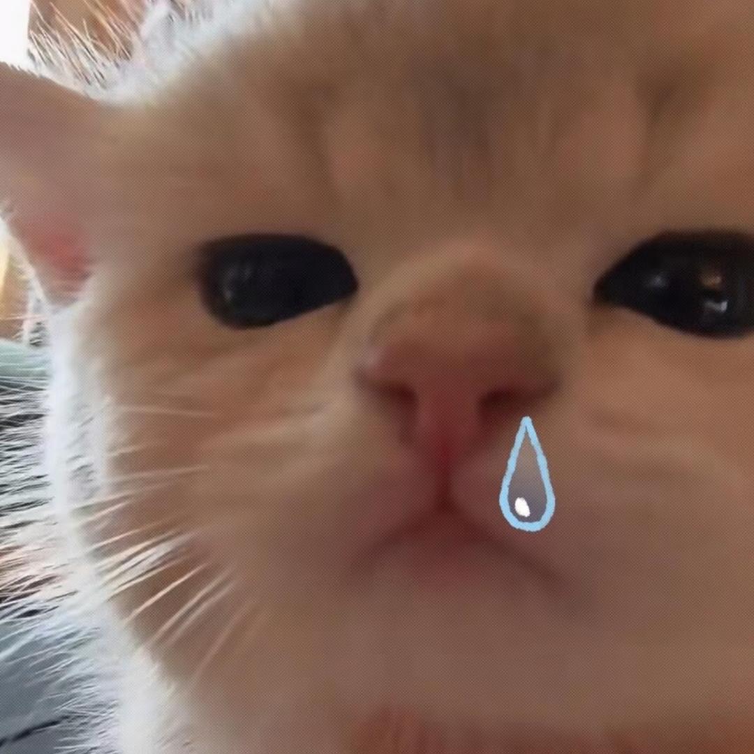 肥肠宅