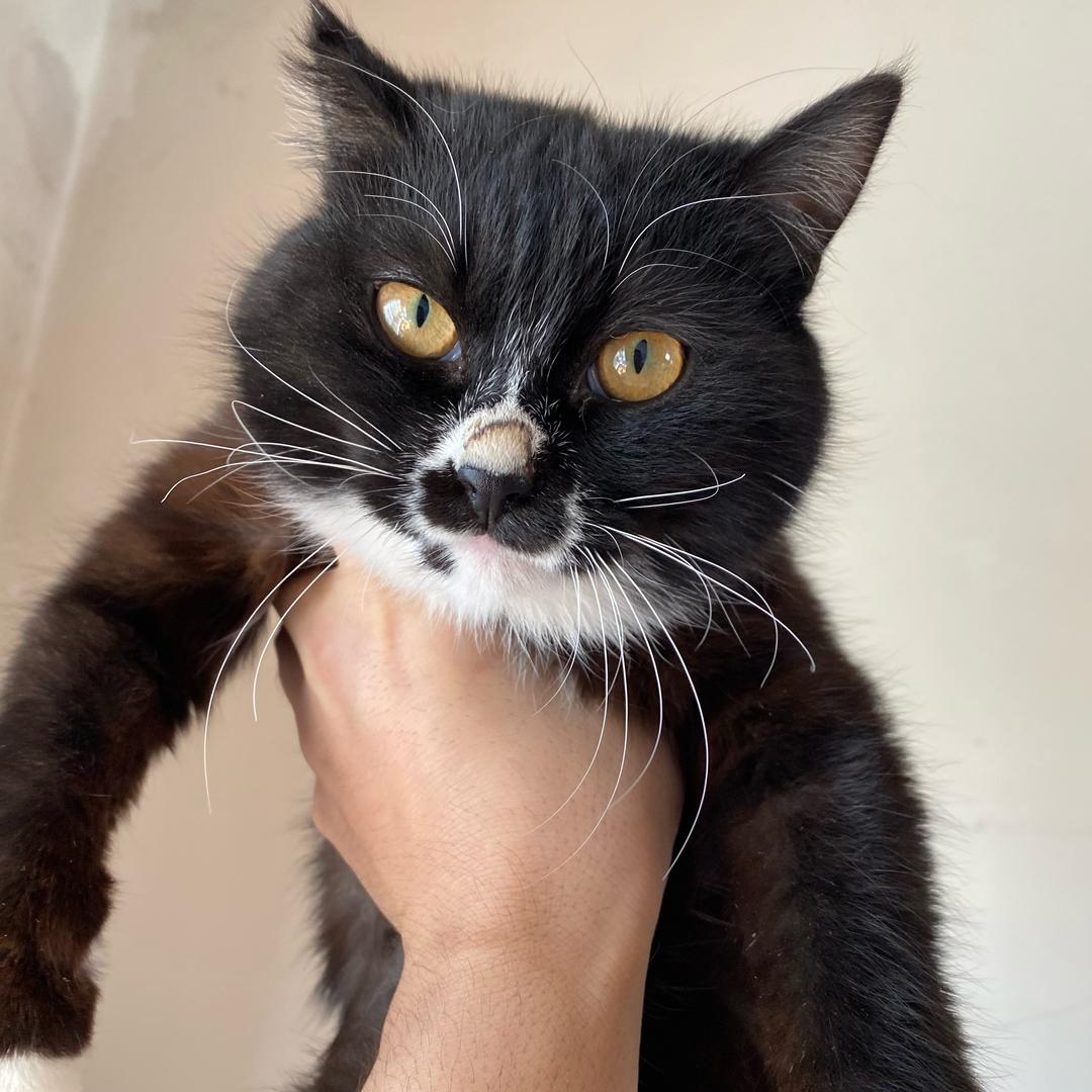 八嘎猫，二黑