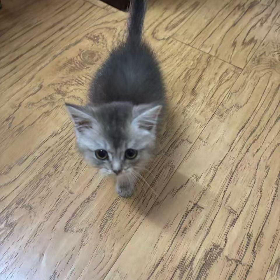 奇洛李维斯回信