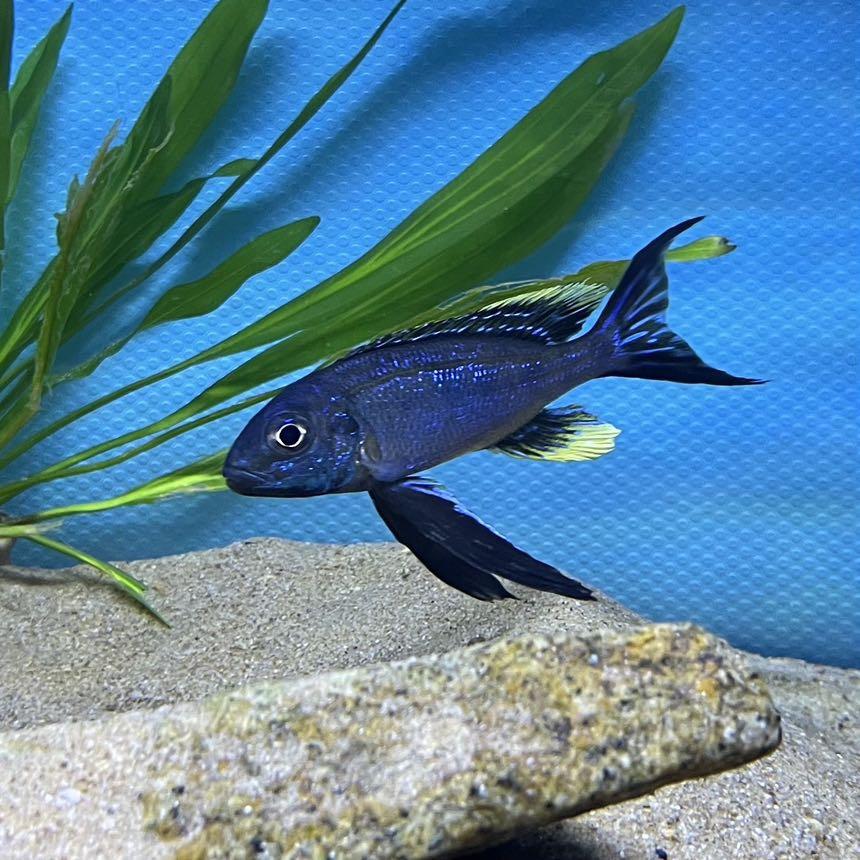 天津王兰庄小白