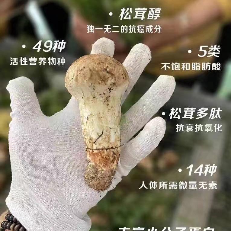 🍑小金松茸
