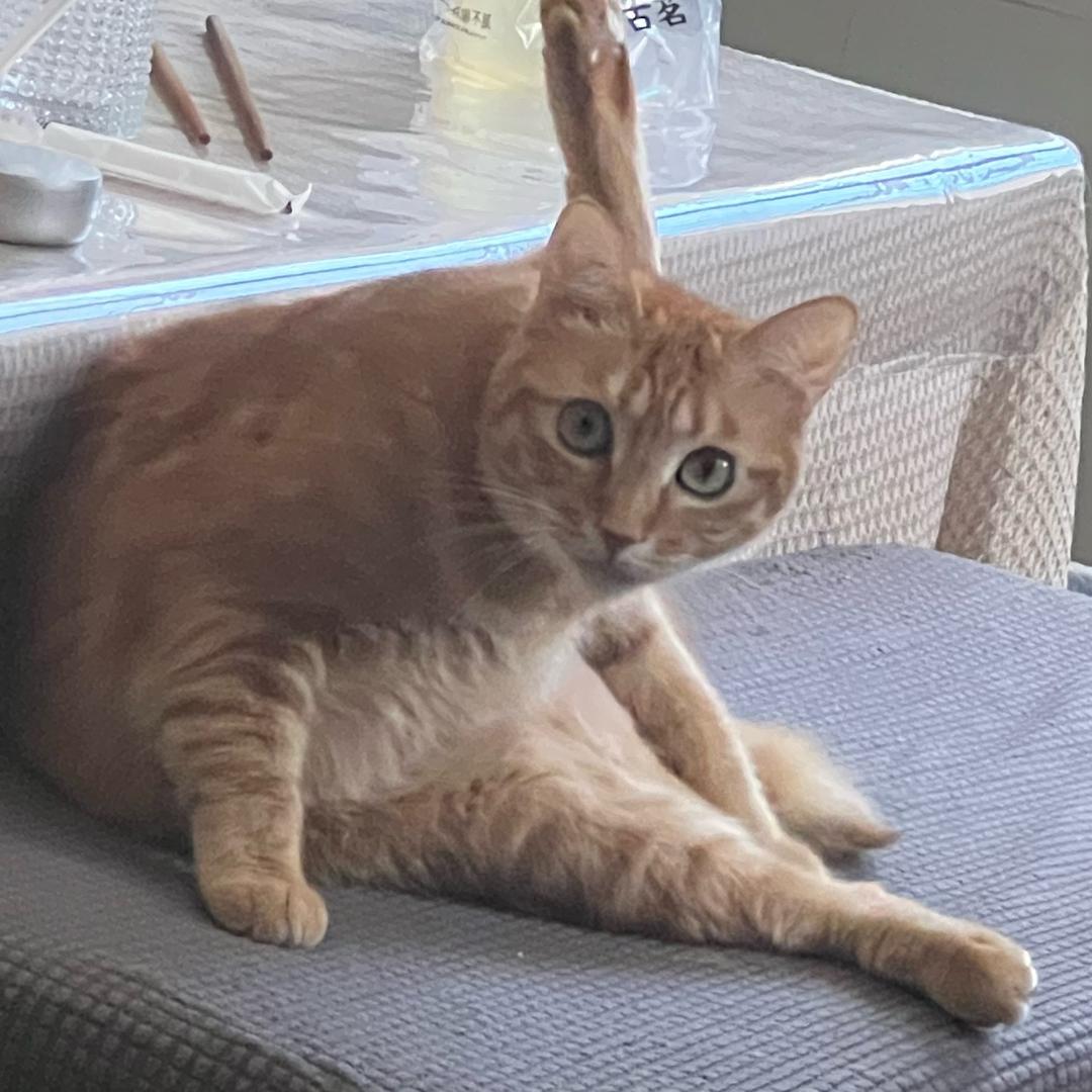 老猫咪