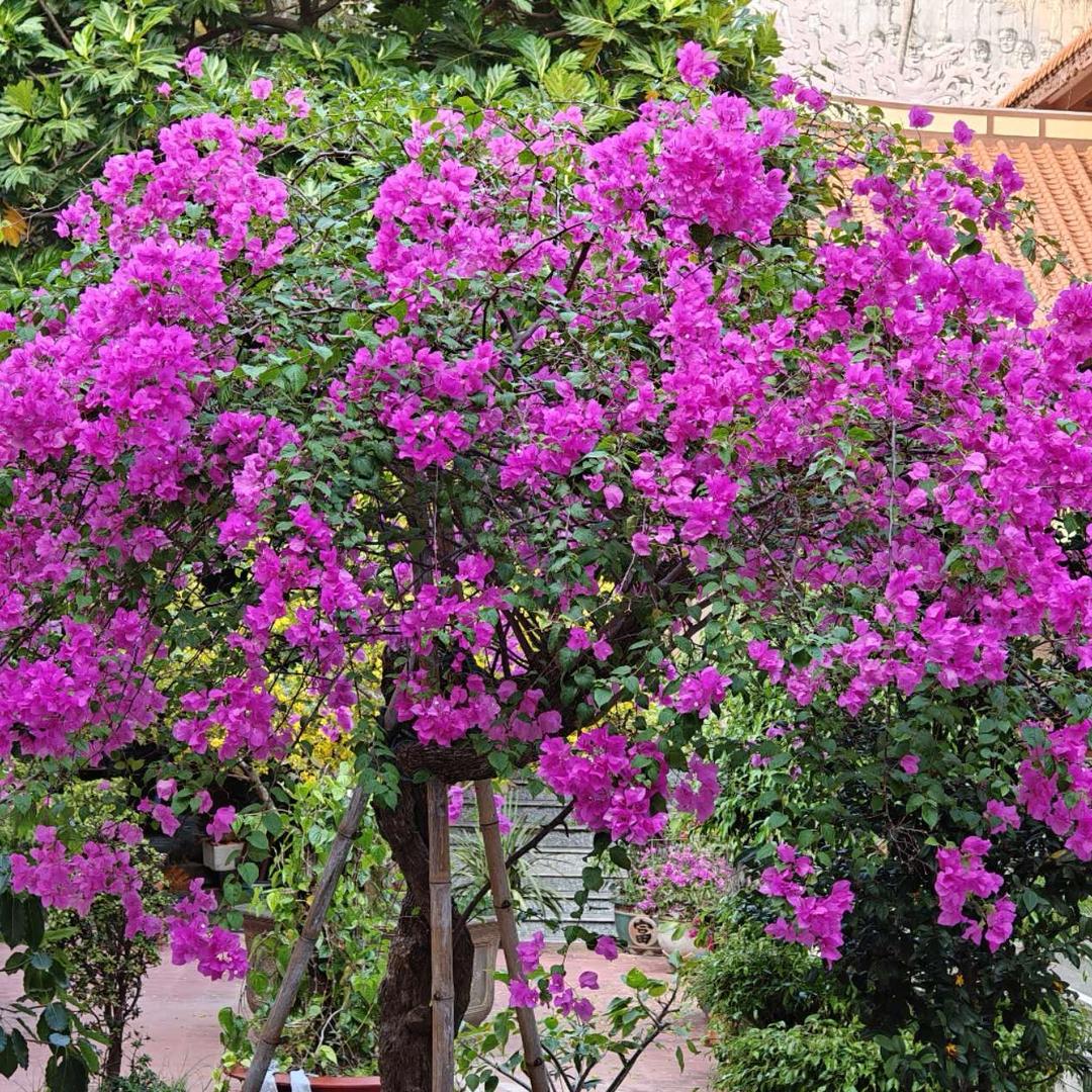 花开富贵🌹🌹