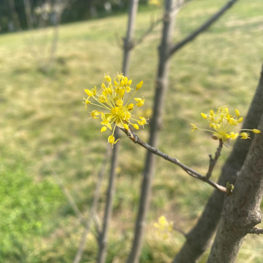 请赐我阿拉丁神灯吧