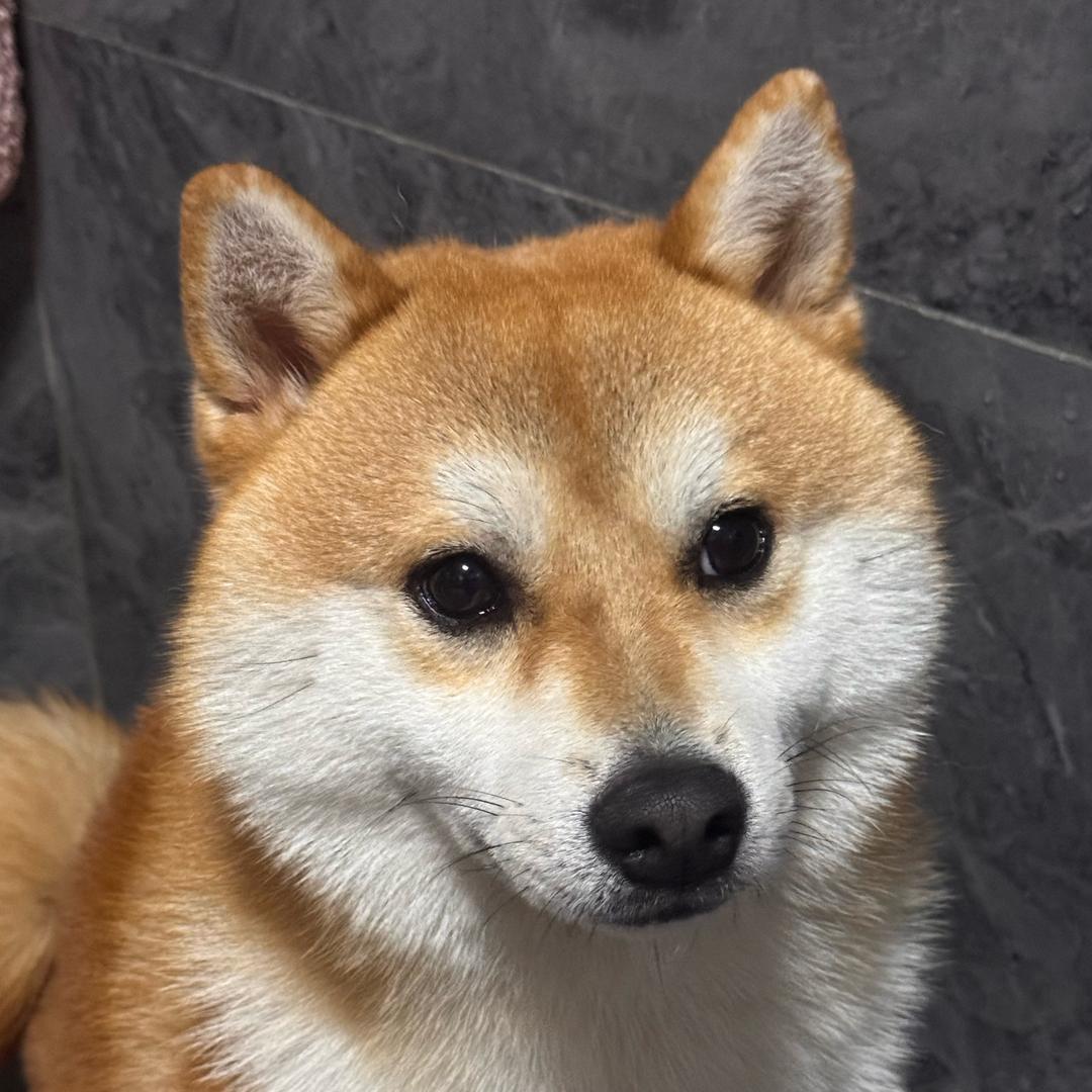柴柴生活日记