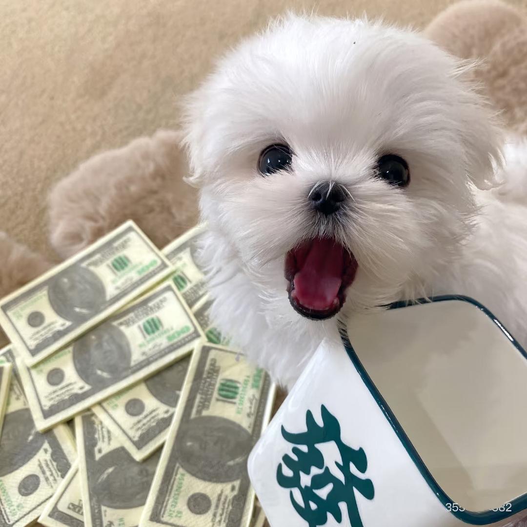 小杨的麻将日记