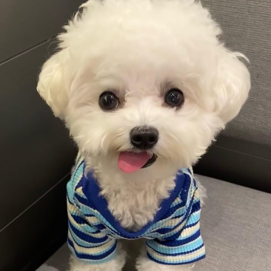 汪了个旺