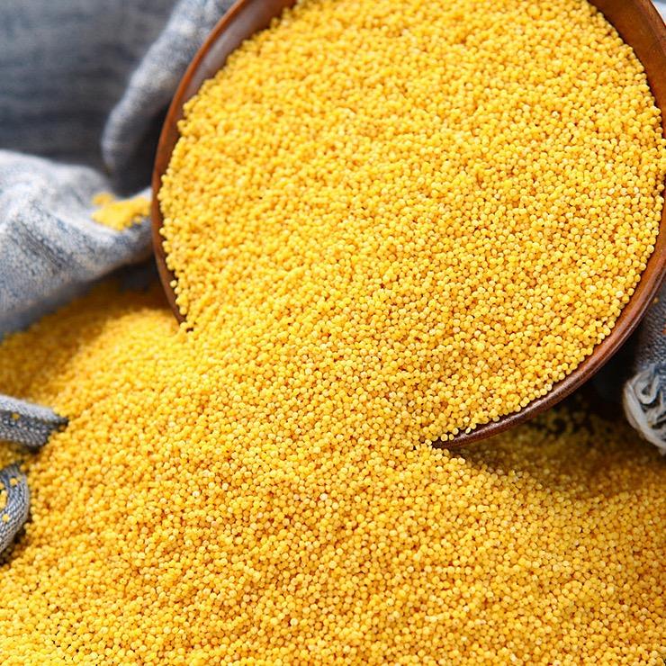 小米家的山小米