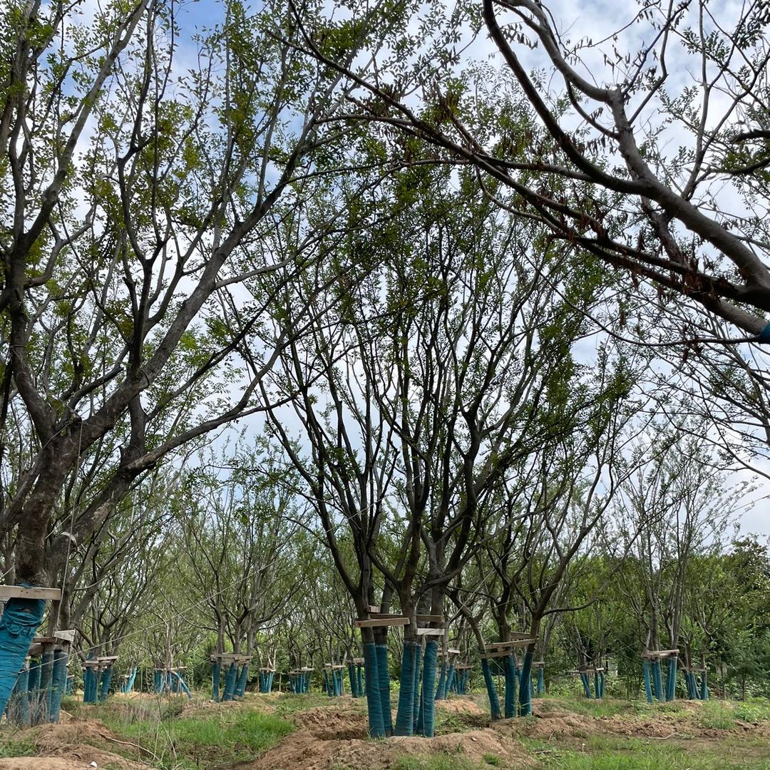 南京市浦口区八零后苗圃场
