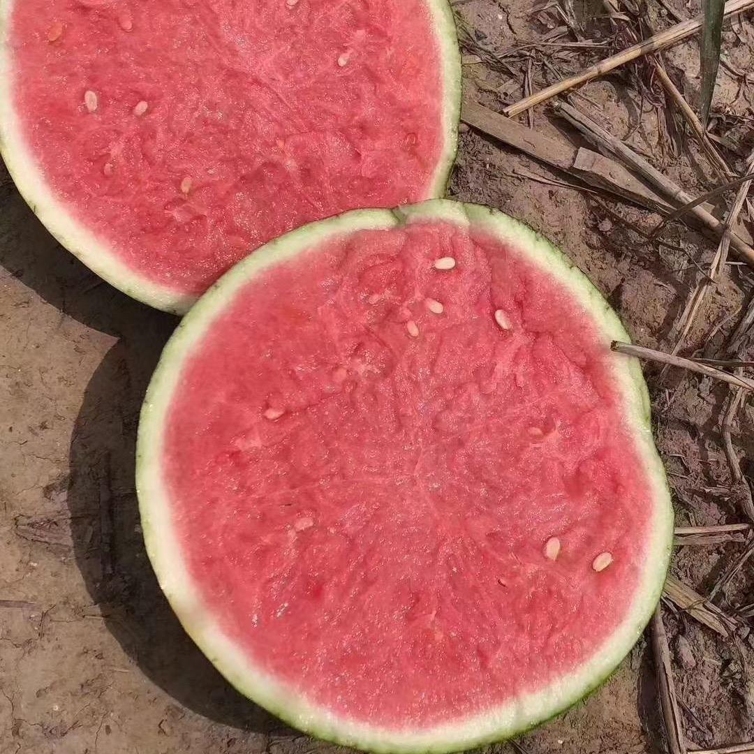 金龙大棚西瓜种植