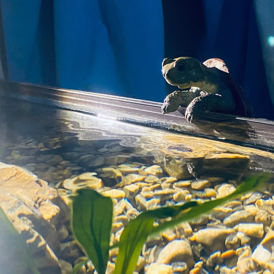 喂鱼师（狂吞）