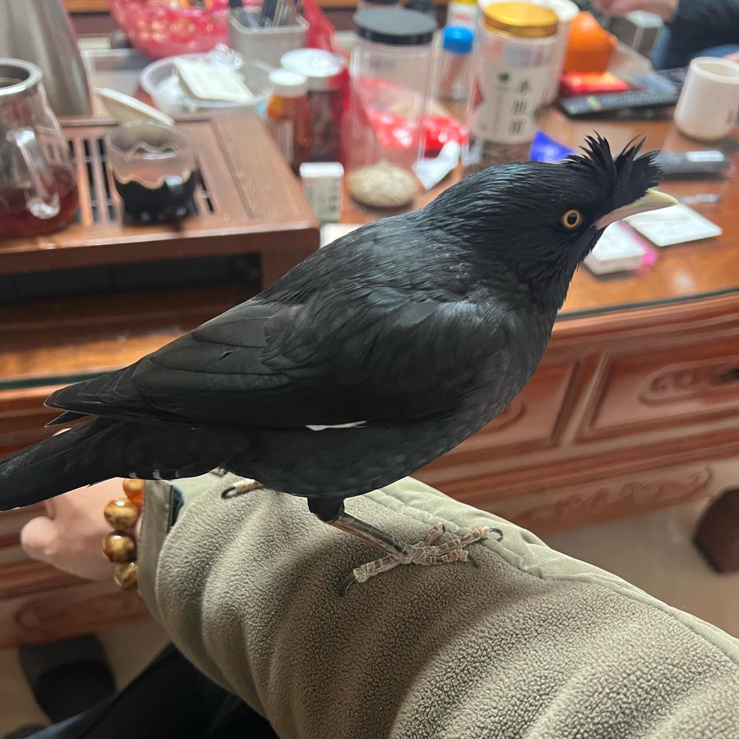 🌈🍋柠檬加醋🍋