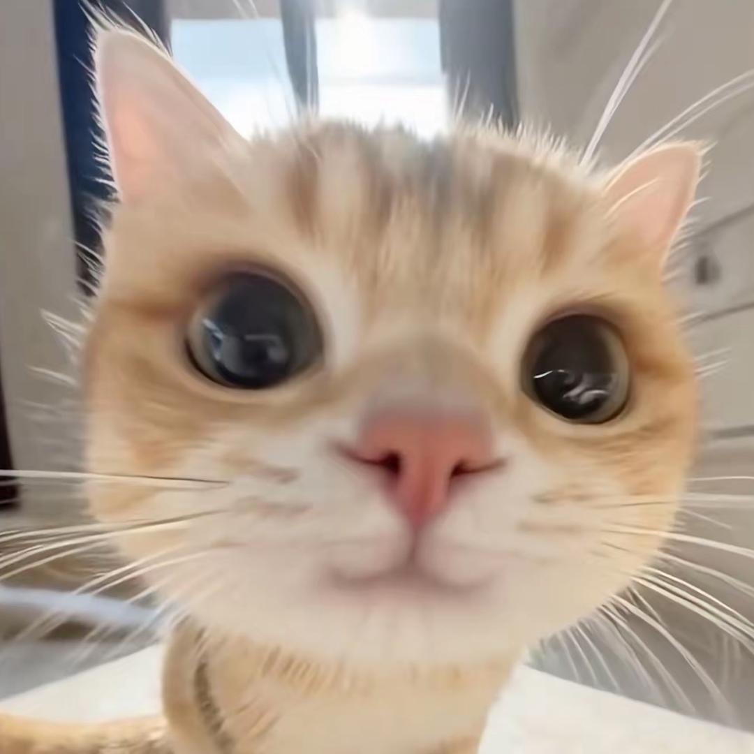 一只云