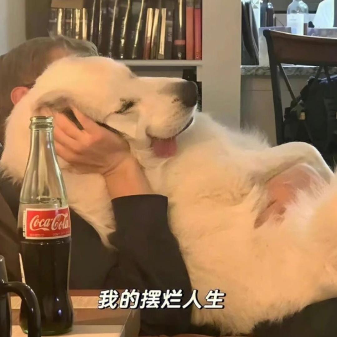 二毛吃饭用大碗