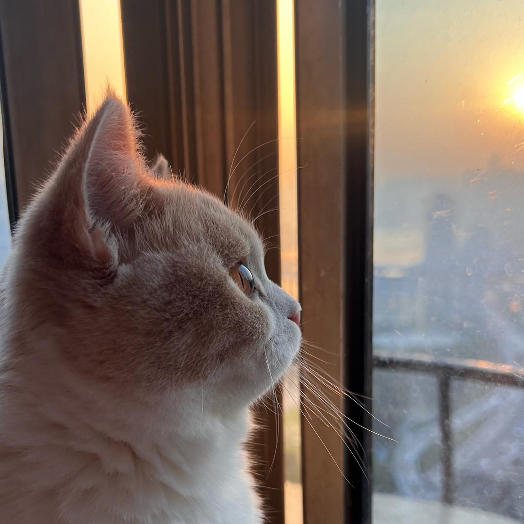 张九狸