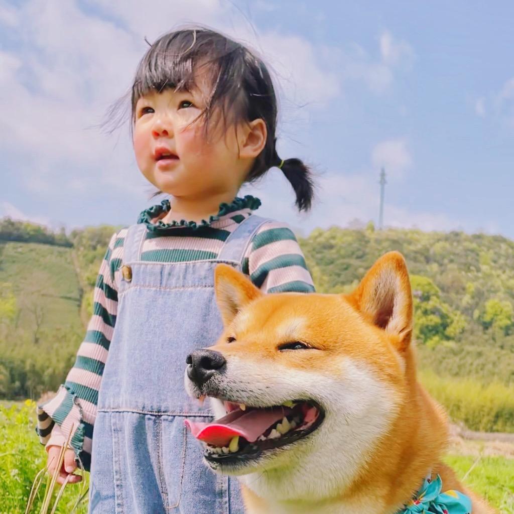 柴犬小乖
