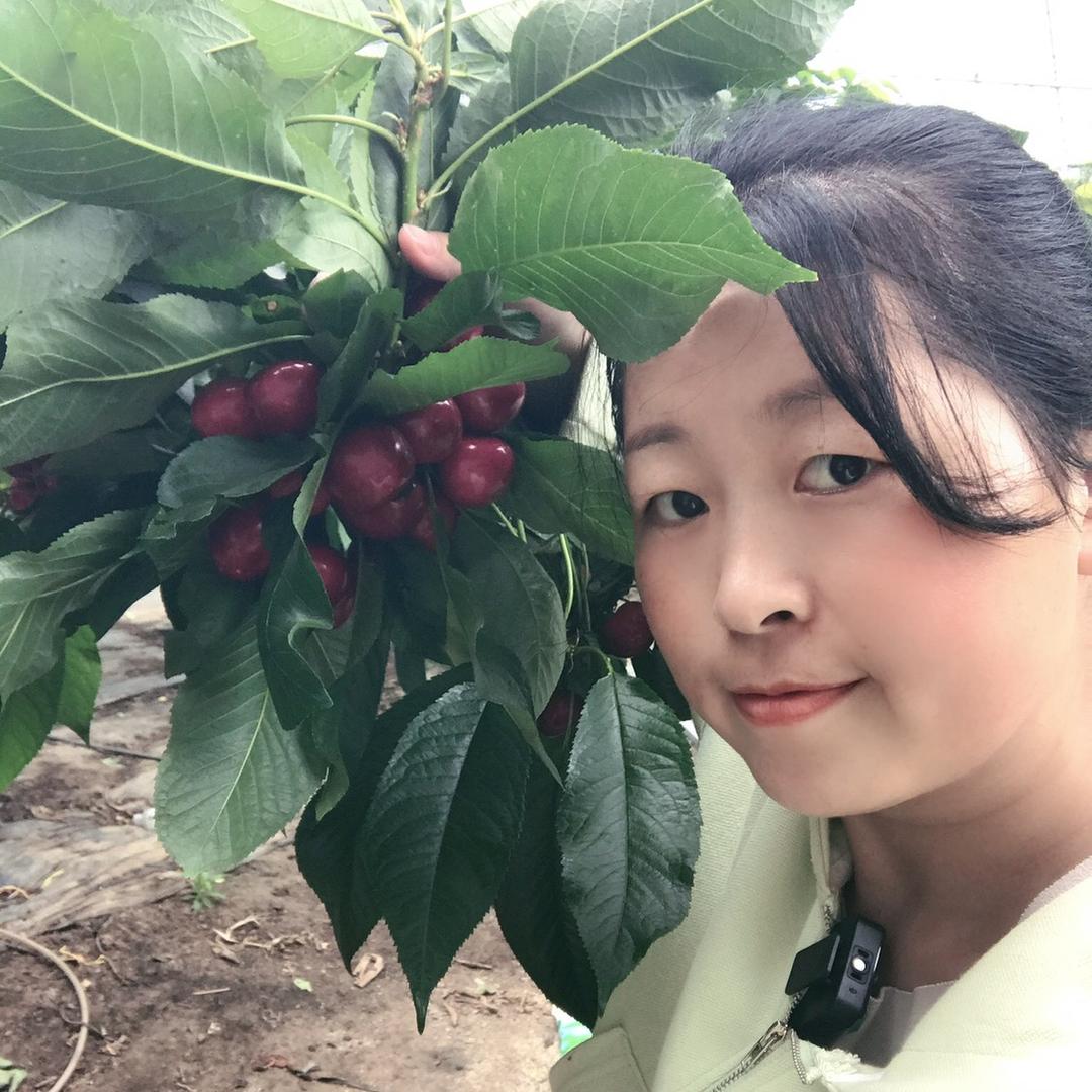 诺诺水果（大樱桃）