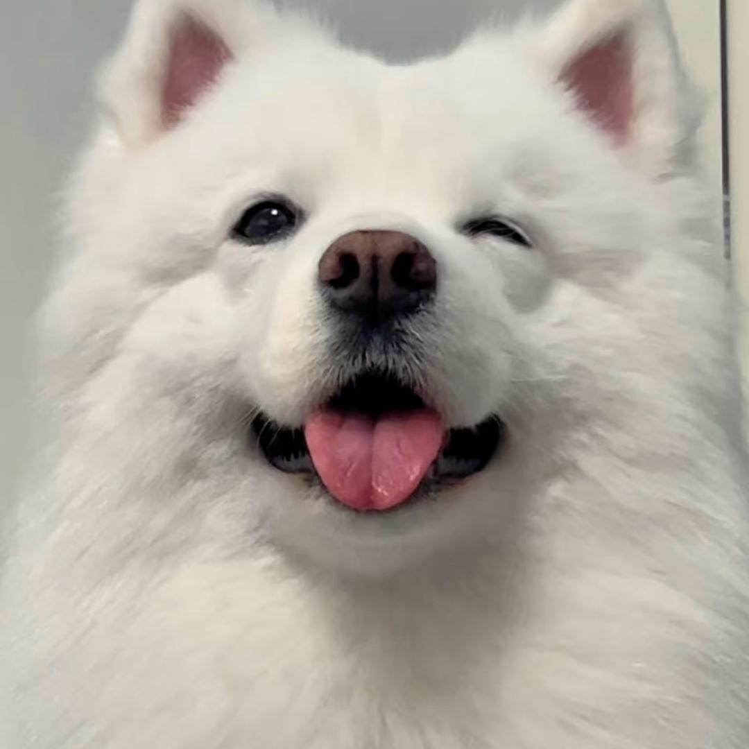 糖宝