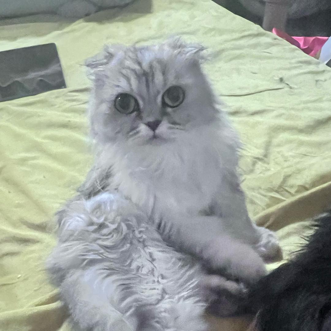 腿毛