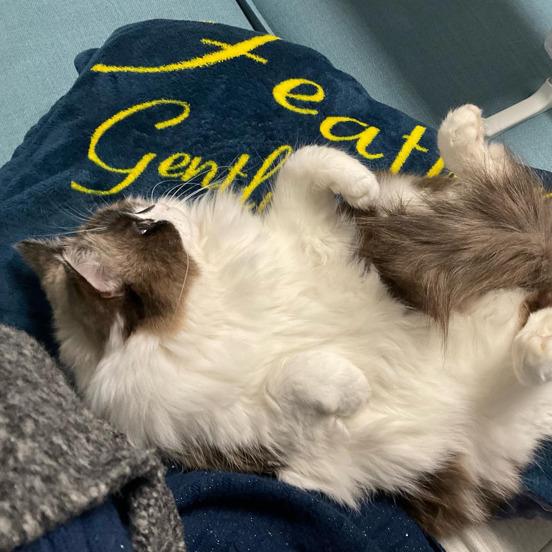 蓝可乐天下第一可爱！