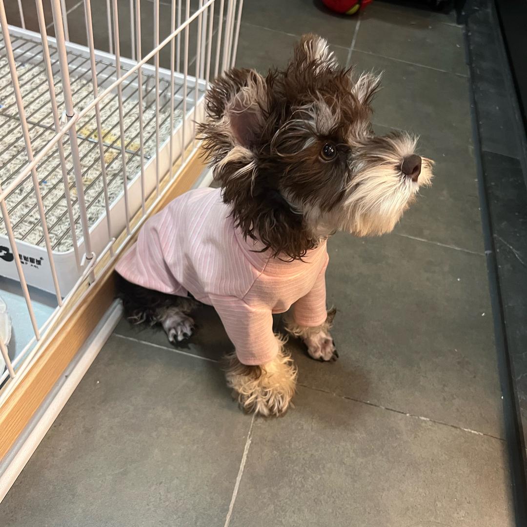 我是咖啡雪纳瑞