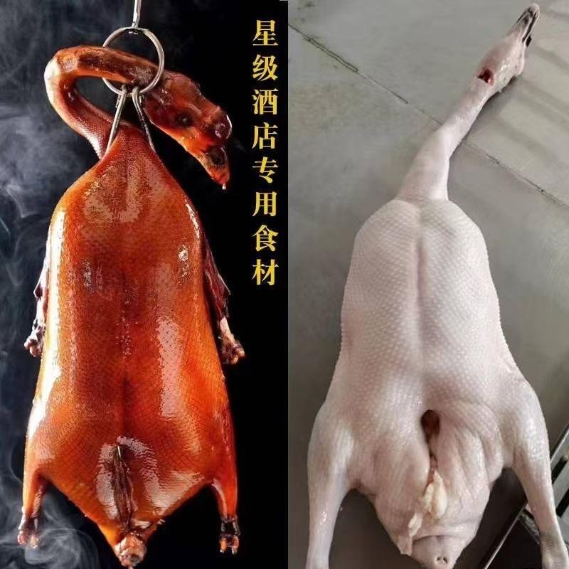 广东黑棕鹅批发中心