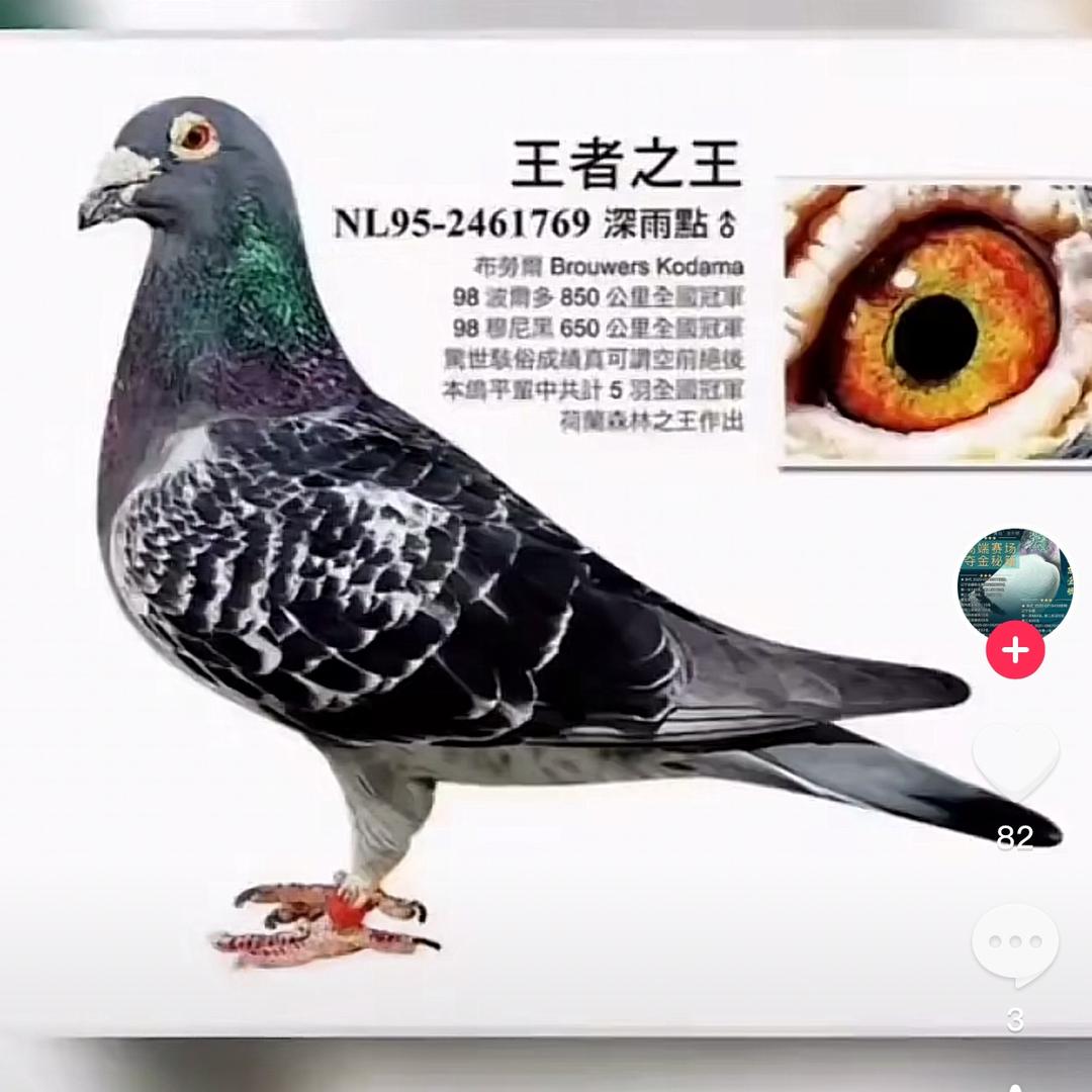 赛鸽-老王